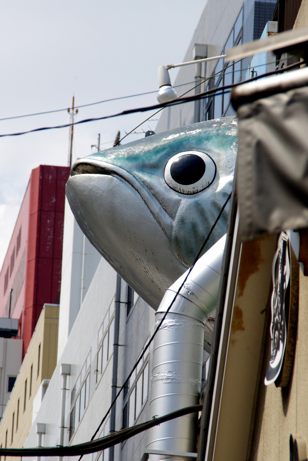 Rybí trh - Tokyo