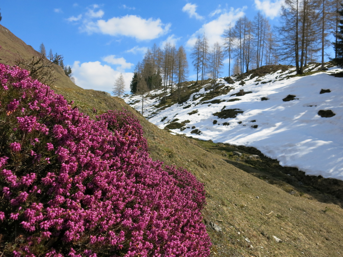 pozdrav z jarních Alp