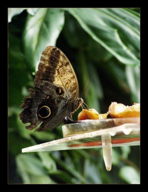 Makrosvět - Motýlí krmě
