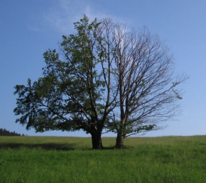 Stromy v krajině - Dualita