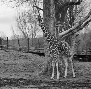 Fotograf roku na cestách 2015 - Žirafa