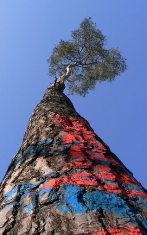 Stromy v krajině - Fotograf roku - junior - Pohled vzhůru
