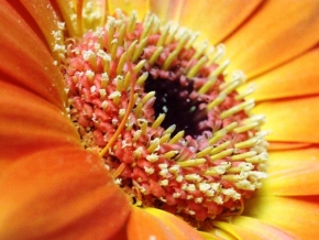 Makrosvět - Květina