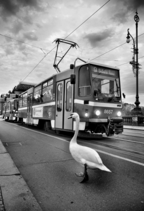 Fenomén Street Foto - Nebuď labuť
