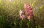 Iva Matulová -hyacinty