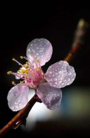 Fotograf roku v přírodě 2015 - spring