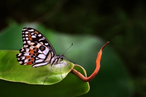 Makrosvět - Papilio demodocus