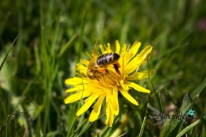Makro a Close-up - Bee
