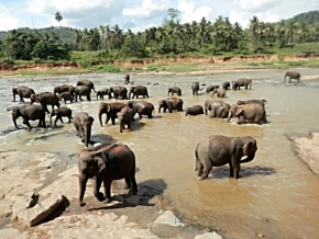 Fotograf roku v přírodě 2015 - Srí Lanka