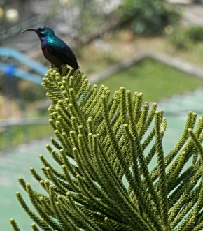 Fotograf roku v přírodě 2015 - kolibřík