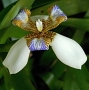 Milada Oliveriusová -orchidej