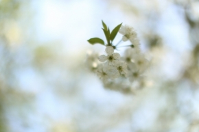 Fotograf roku v přírodě 2015 - Květ višně