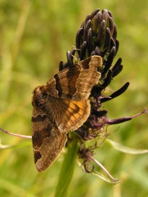 Iveta Sikorová - Můra nebo motýlek