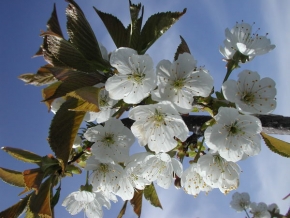 Makrosvět - Květy jak na nebi