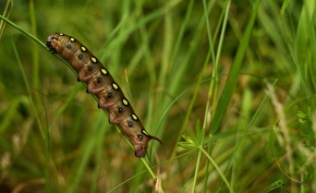 Makrosvět - Caterpillar