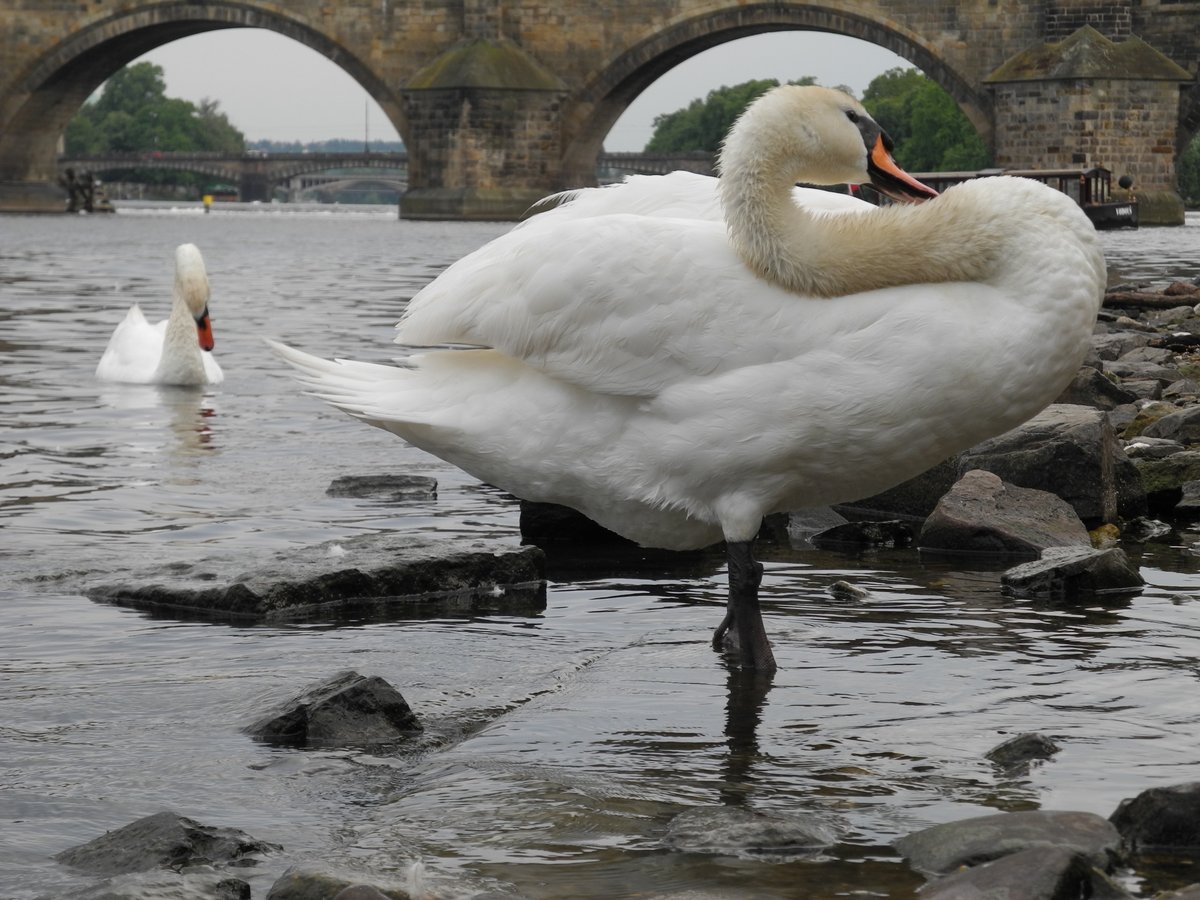 -labutě pod mostem-