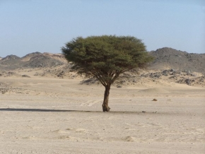 Stromy v krajině - Sám v poušti