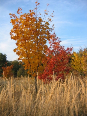 Stromy v krajině - Vůně podzimu