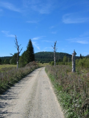 Stromy v krajině - Šumavská cesta