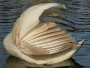 -křídlo labutí-