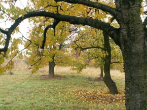 Stromy v krajině - Podzim1