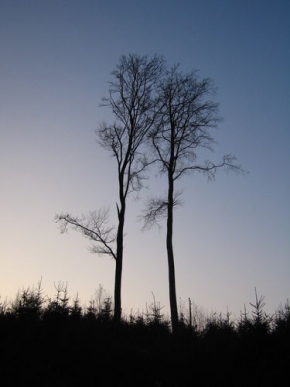Stromy v krajině - Dvojice