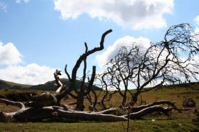 Stromy v krajině - Pyreneje