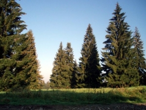 Stromy v krajině - Smrky na Oravě