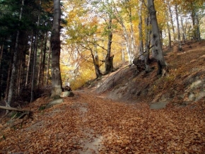 Stromy v krajině - Podzimní les