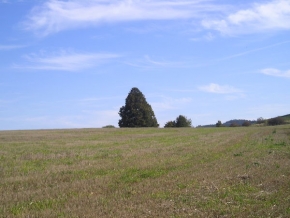 Stromy v krajině - Strom uprostřed pole