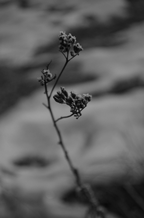 Černobílá krása - Ledová kytice
