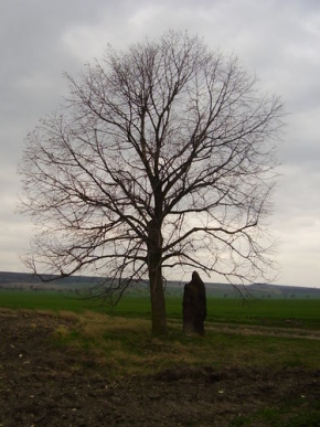 Stromy v krajině - Menhir Slavětín
