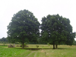 Stromy v krajině - Dolmen Weris