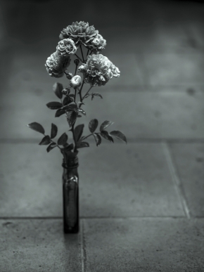 Černobílá krása - růže