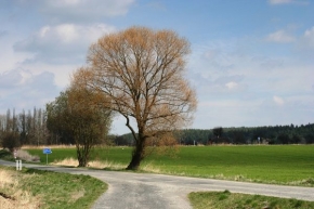 Stromy v krajině - Rozcestí