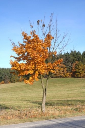 Stromy v krajině - Barevný podzim I