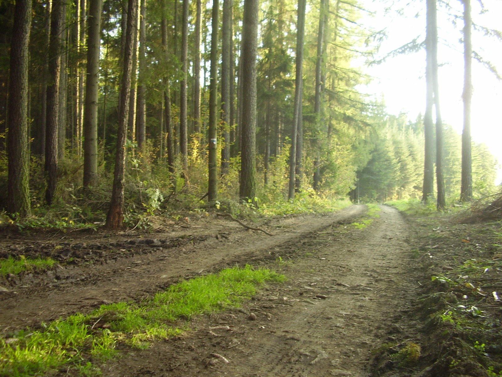 Lesní cesta