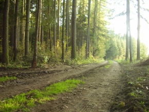 Stromy v krajině - Lesní cesta