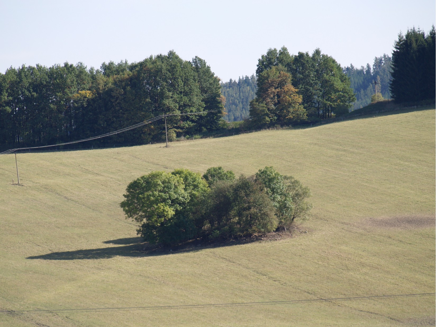 Stromy v krajině
