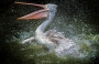 Věra Kuttelvašerová Stuchelová -pelikán -Pelecanus philippensis