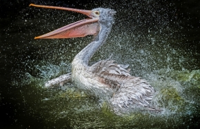 Věra Kuttelvašerová Stuchelová - pelikán -Pelecanus philippensis