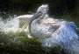 pelikán Pelecanus philippensis