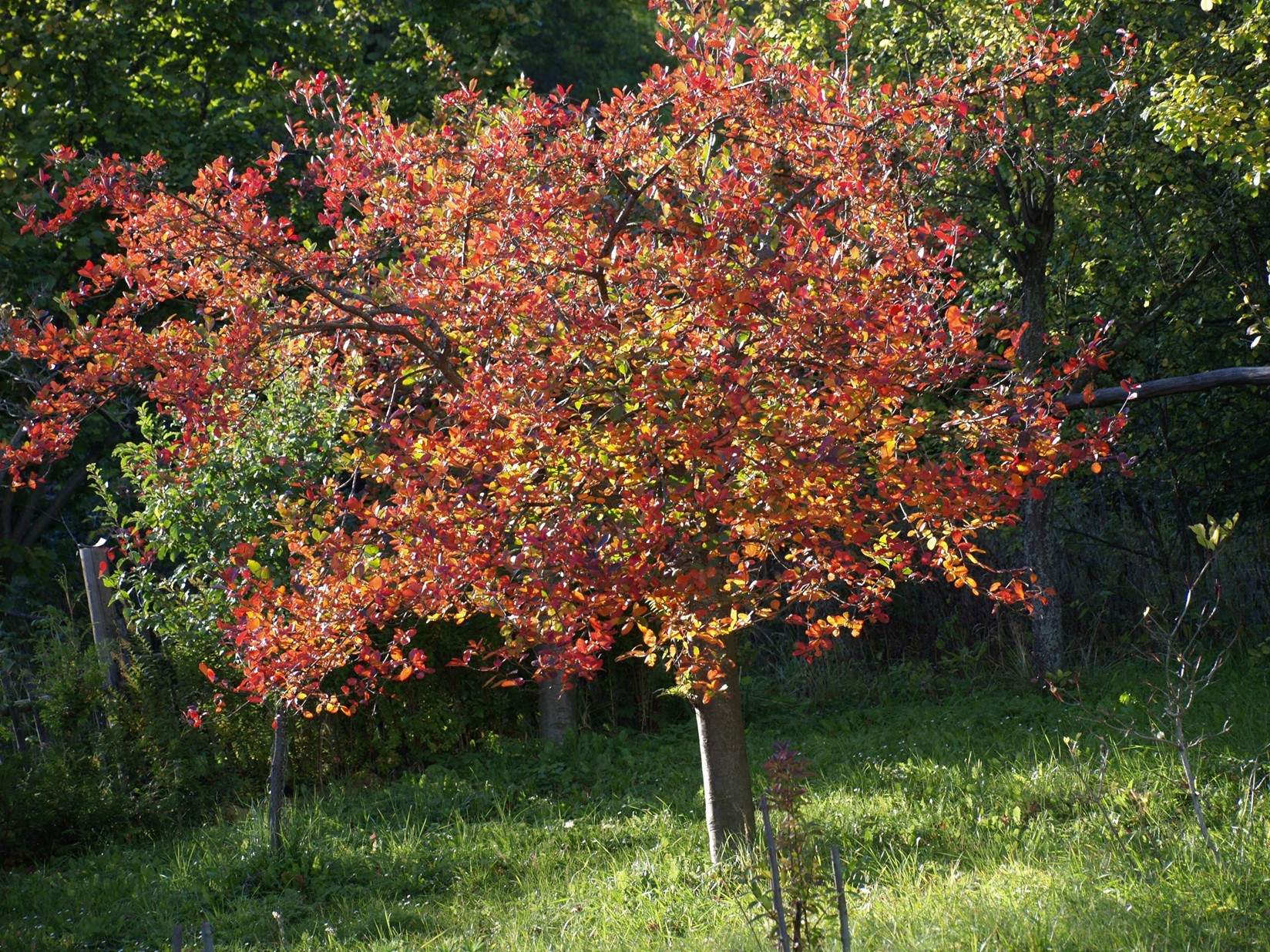 Stromy v podzimních barvách