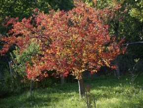 Antonín Lelkeš - Stromy v podzimních barvách