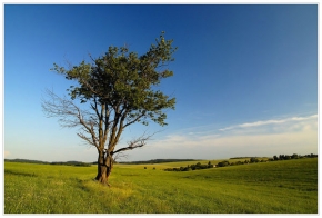 Stromy v krajině - Na pastvině