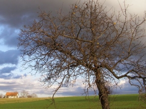Stromy v krajině - Jabloň