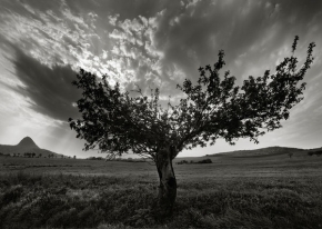 Stromy v krajině - Fotograf roku - kreativita - Malíř mrak