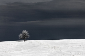 Stromy v krajině - Fotograf roku - kreativita - Poslední pokus zimy