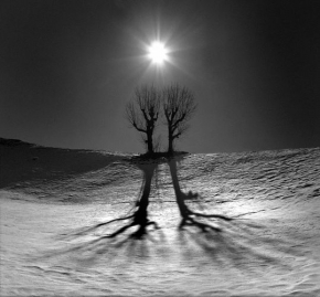 Stromy v krajině - Fotograf roku - Slunce v Terentenu