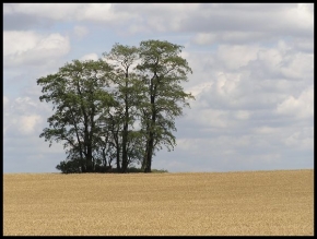 Stromy v krajině - Rodinka